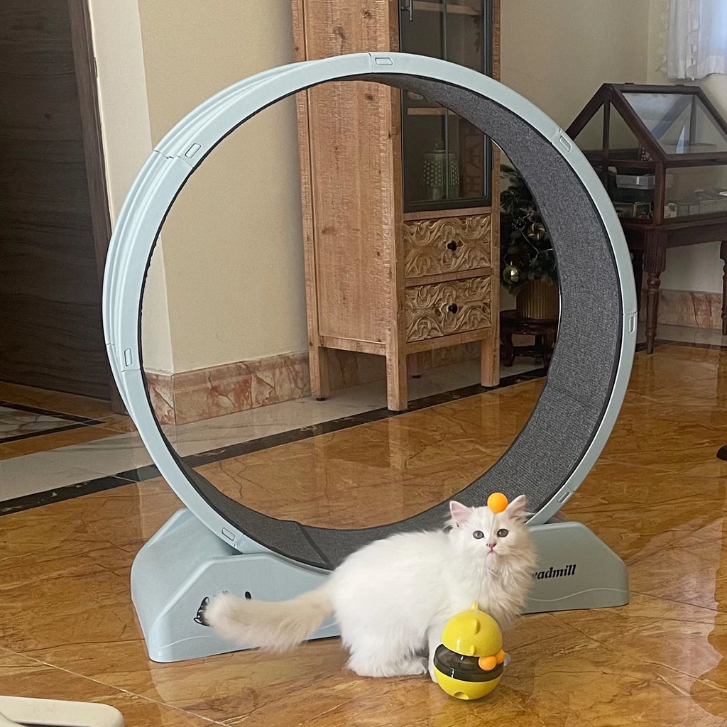 Rueda de ejercicio para gatos