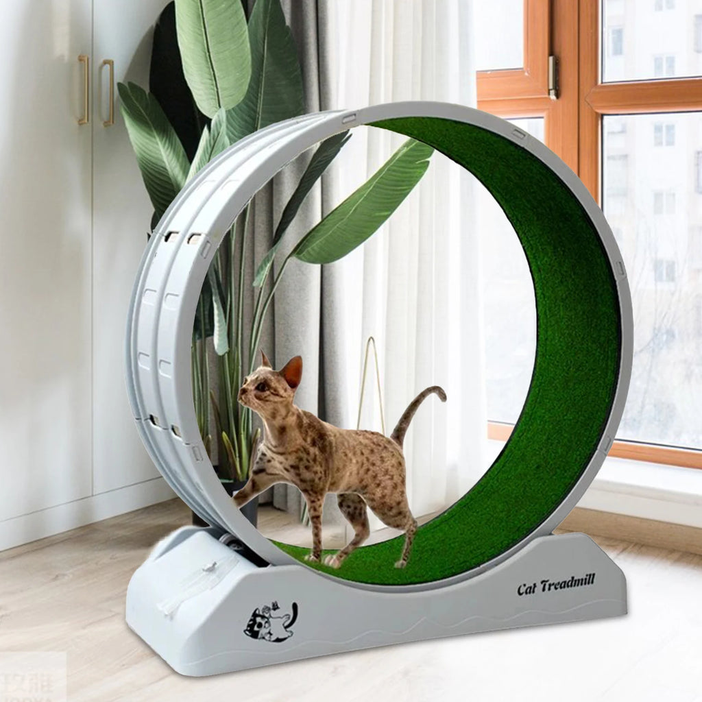 Rueda de ejercicio para gatos