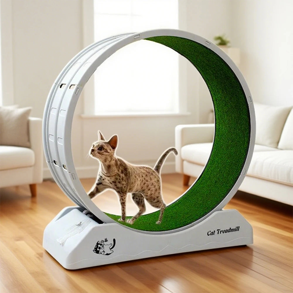 Rueda de ejercicio para gatos